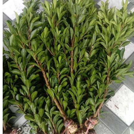 (Biasa COD) Bibit bonsai Ficus elegan Rawatan dan turun cangkok 50-70cm