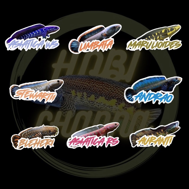 Mystery Box Bonus 3 Sticker Channa Premium-2