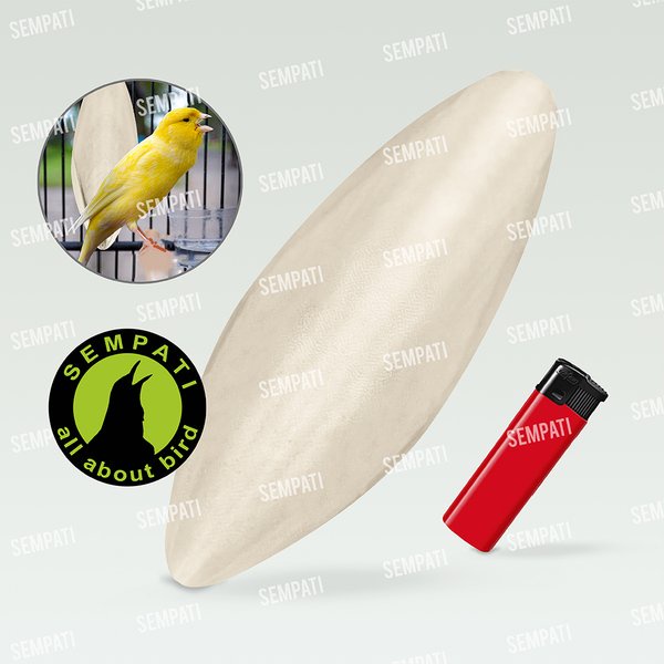 SOTONG UKURAN JUMBO CANGKANG TULANG CUMI KALSIUM IODIUM GARAM MINERAL DLL UNTUK BURUNG KENARI LOVEBI