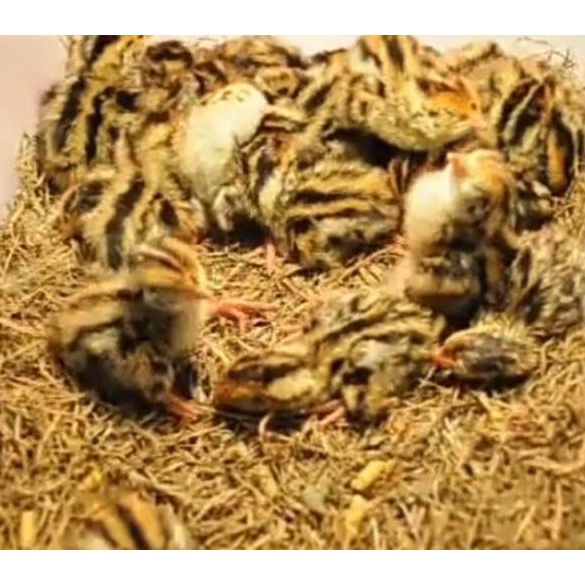 

azru Telur puyuh tetas/fertil kemasan 50 butir + bonus telur Best Promo