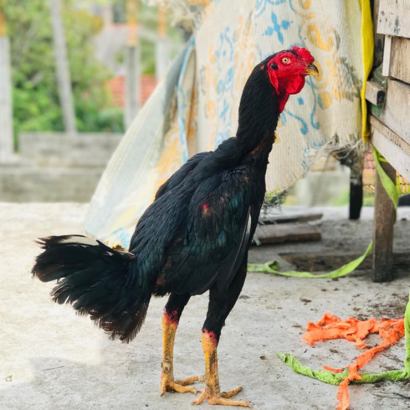

jual telur ayam bangkok kumbang bulbi paket 4 butir