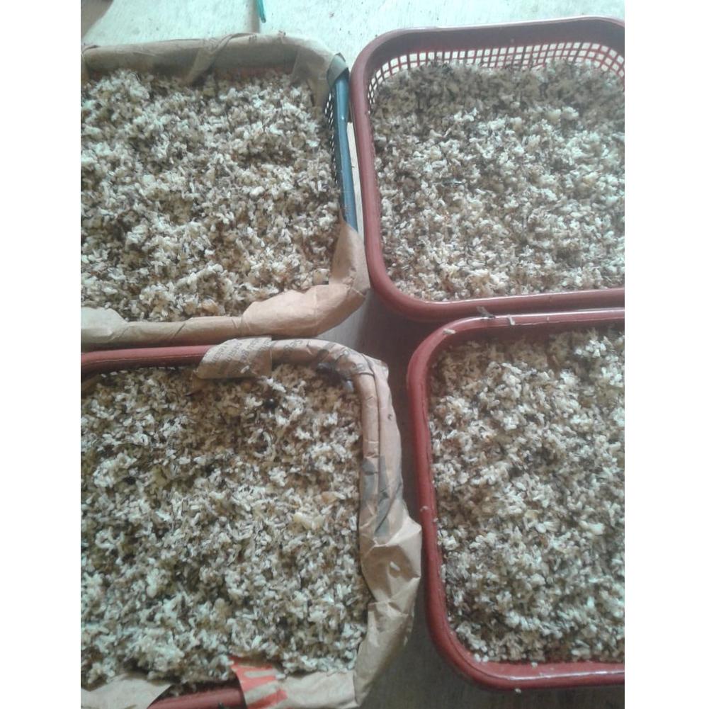 [KODE GI08T] Bibit semut rangrang penghasil kroto super 60gr