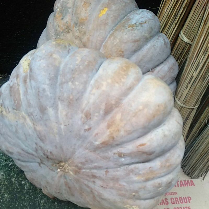 

labu,pisang