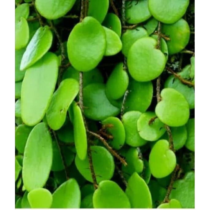 

Daun Picisan / sisik naga segar 500g