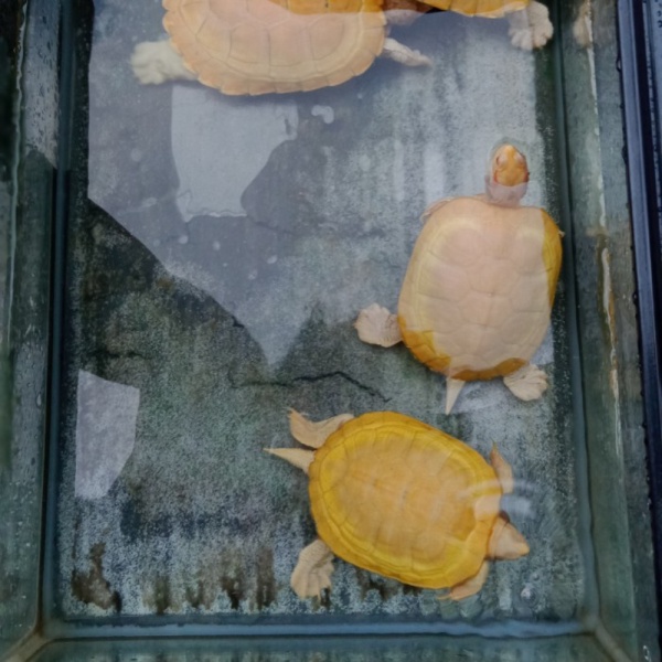 Dijual perkakas res albino sepair 26SZ2 Murah