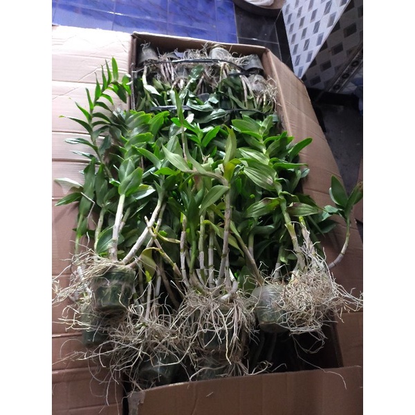 Anggrek Dendrobium dewasa no id