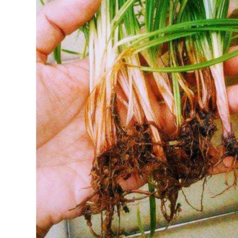 Termurah!!! rumput tekis segar siap kirim