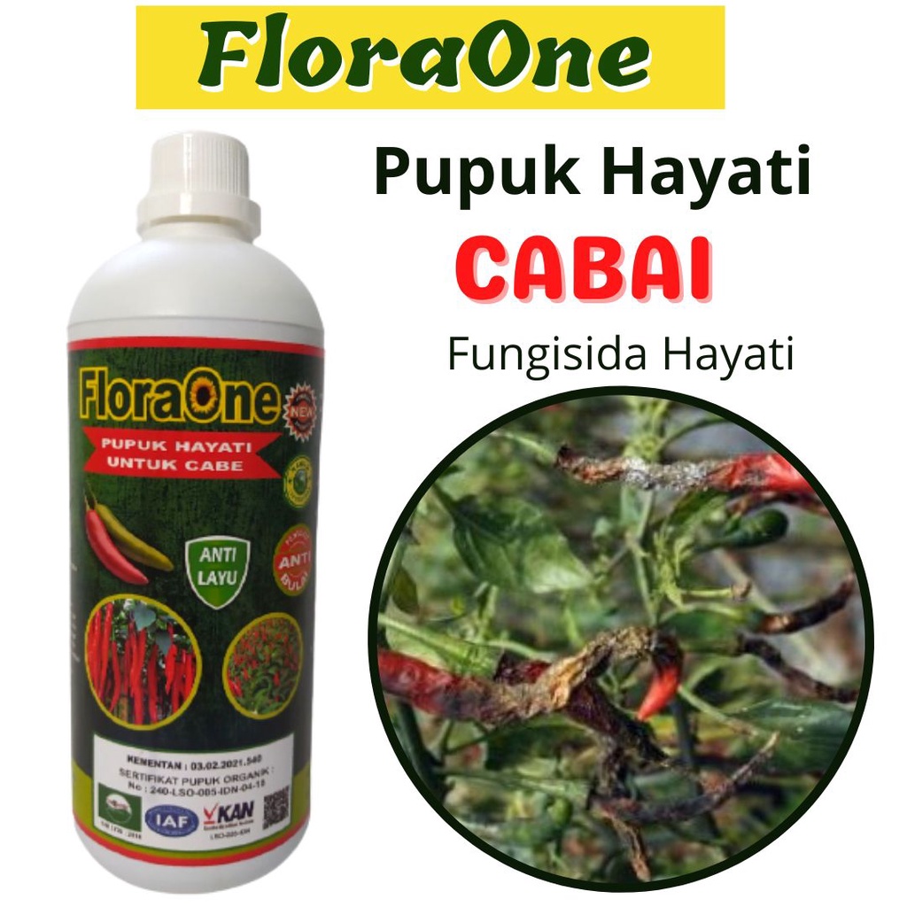 Pupuk Cair Pembesar Buah Cabai, Fungisida Hayati Pencegah Daun Keriting Kuning Cabe