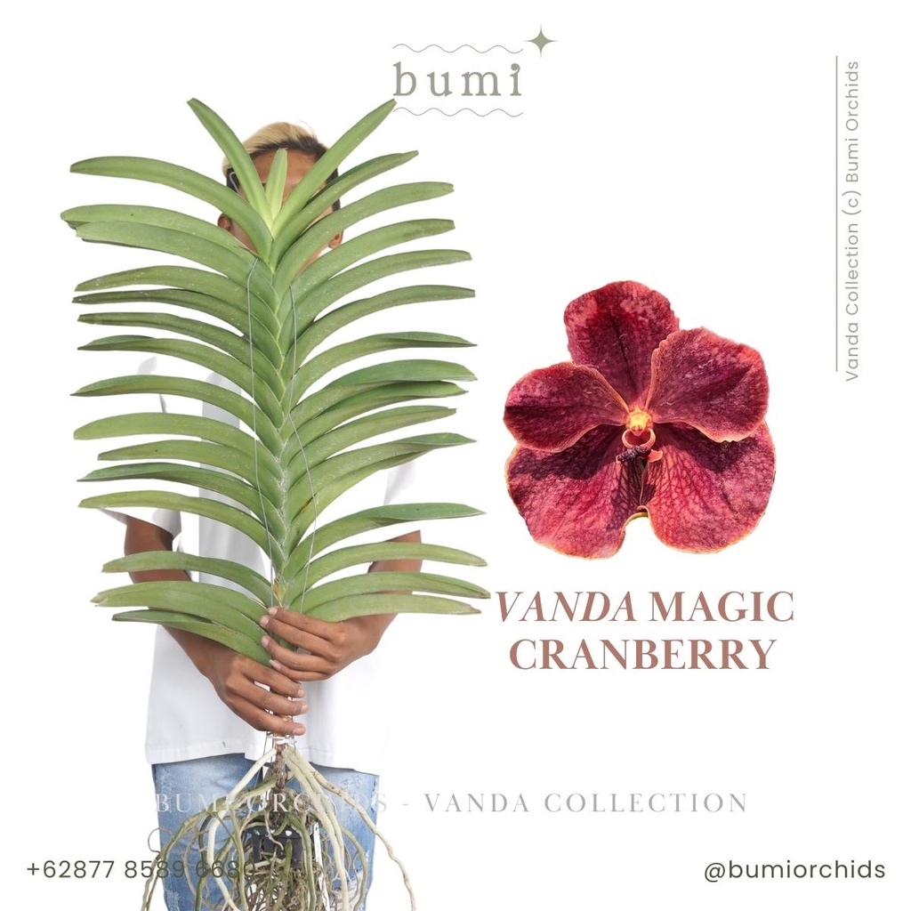 Jual Anggrek Vanda Magic Cranberry Siap Bunga Bumi Orchids