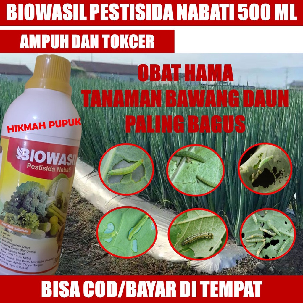 (REKOMENDED) BIOWASIL OBAT ULAT BUAH BAWANG DAUN, Obat Alami Ulat Buah Pada Daun Bawang, Obat Ulat B