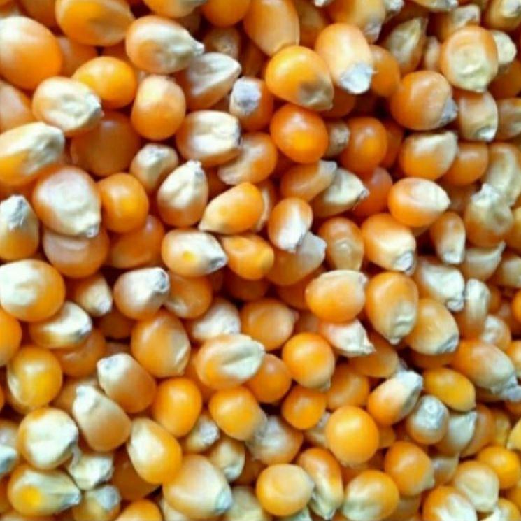 KODEZ5l5K--Jagung Popcorn Manis/Jagung Popcorn Mentah Kering 500 gram