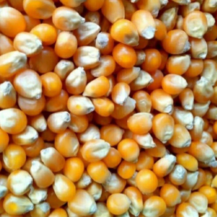 

KODEZ5l5K--Jagung Popcorn Manis/Jagung Popcorn Mentah Kering 500 gram