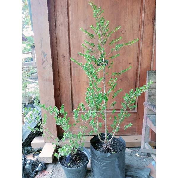 santigi dari biji tinghi 1meter lebih