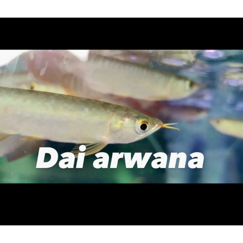 ikan arwana super red 18-20cm