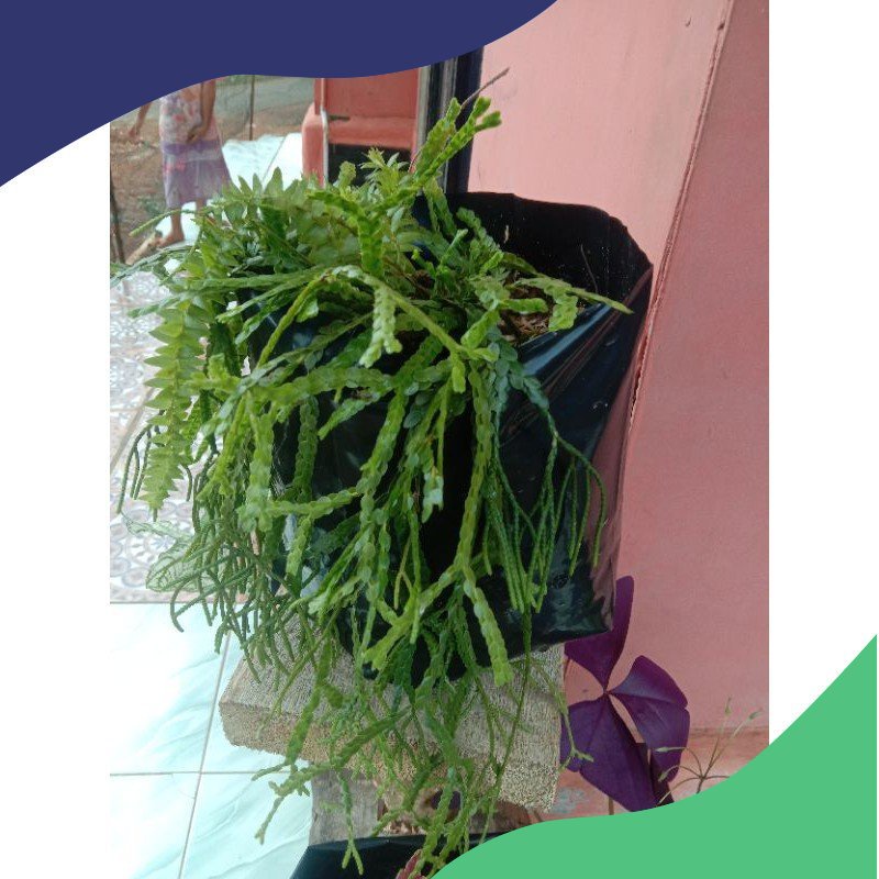 Tanaman hias gantung huperzia /kumpai bintang / kumpai sisik