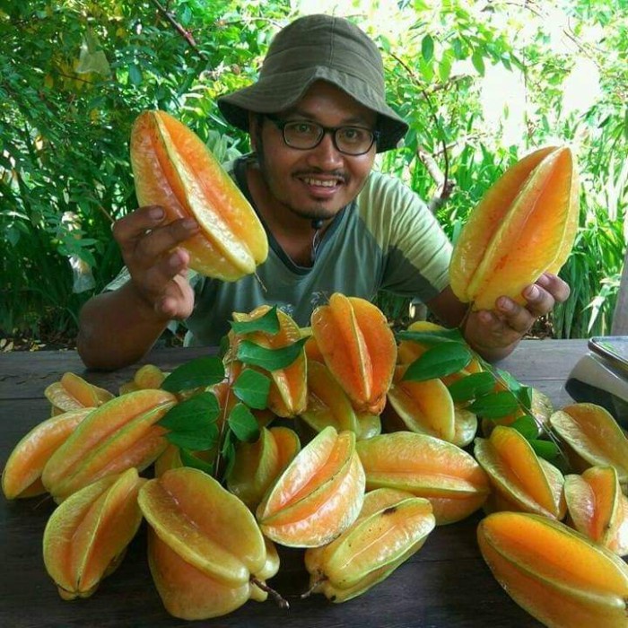 M4ntap Pupuk Organik Cair Untuk Belimbing, Pupuk Buah Belimbing Cepat Berbuah +d: