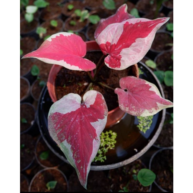 Keladi Dwi Warna / Keladi Merah Putih / Keladi Hias / Bunga Keladi Dwi Warna / Tanaman Hidup Keladi 