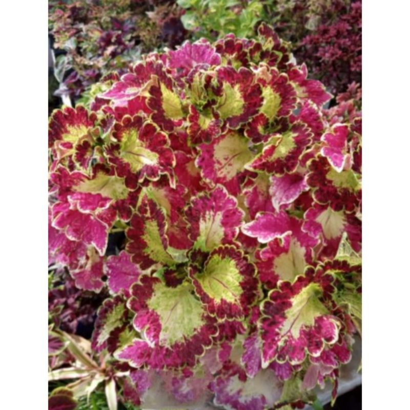 Tanaman hias miana premium id arjuna