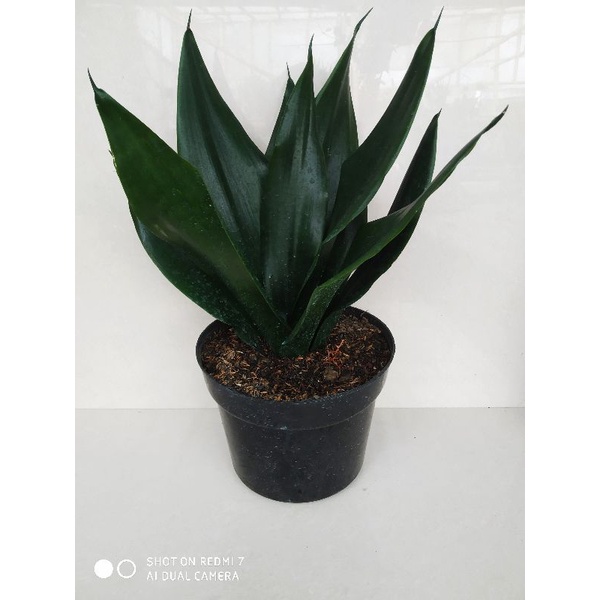 sansevieria black dragon