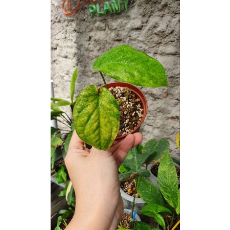 amydrium medium varigata yellow galaxy daun aktif