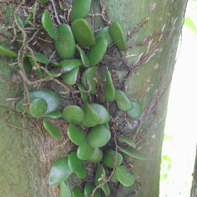 

Daun sisik naga segar fress per 500grm