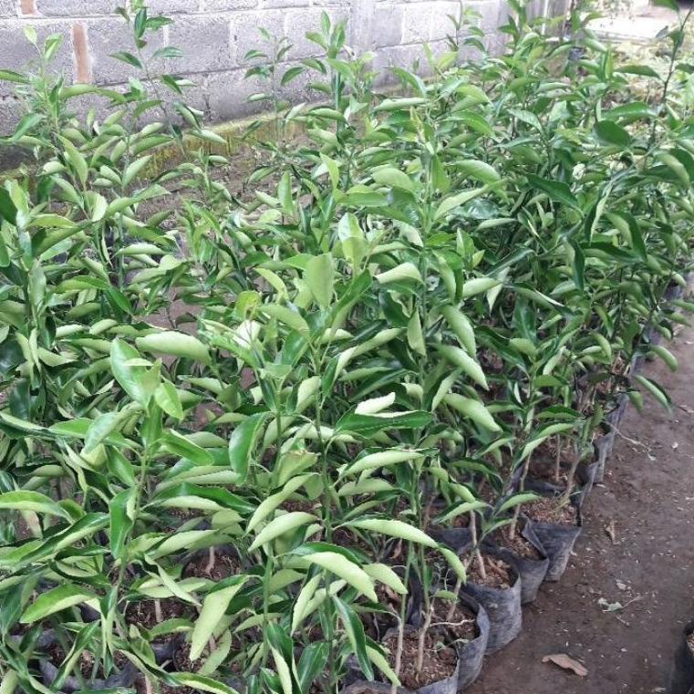 "SLN.18Oc22н" bibit jeruk santang Madu super manis  1kg muat 4 bibit hasil okulasi Cepat Berbuah