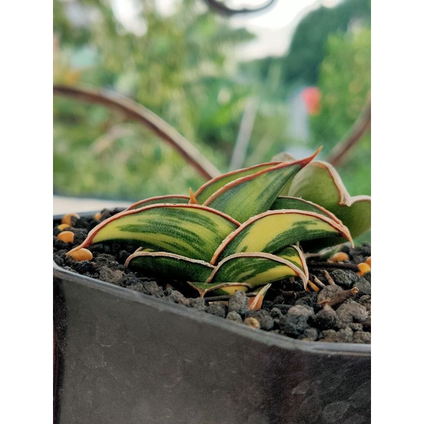 Sanseviera "Rorida Variegata"