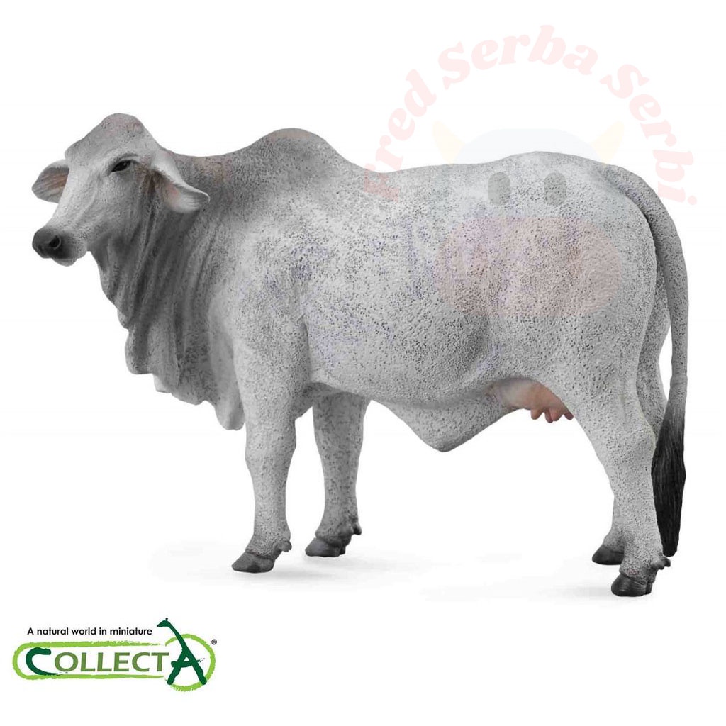 CollectA - Brahman Cow - Animal Figure - Mainan Sapi