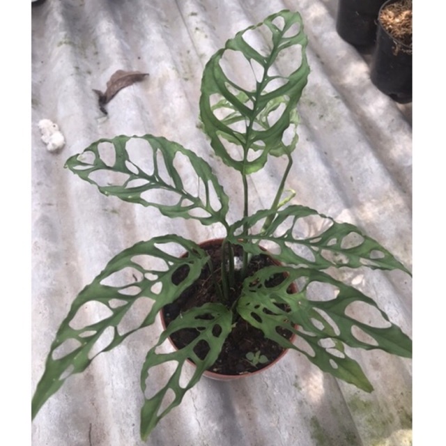 Monstera Obliqua Peru