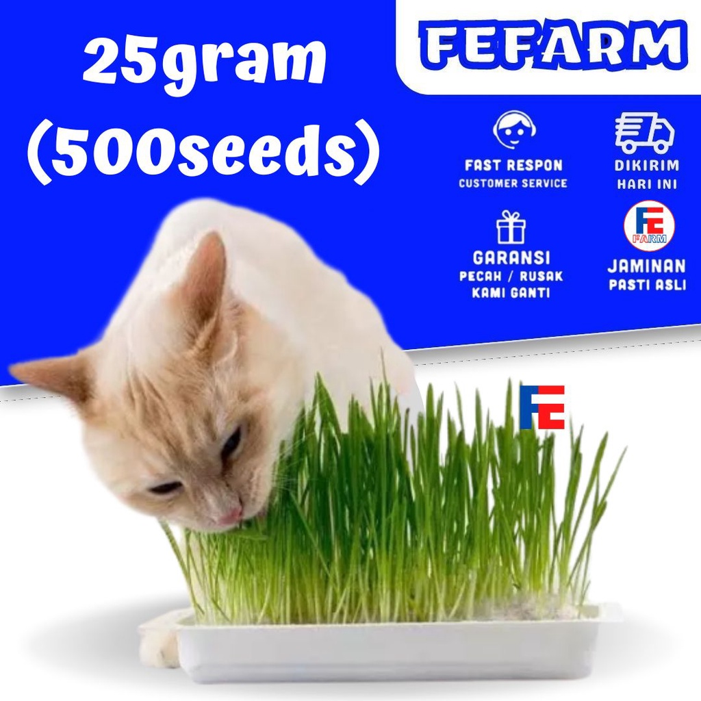 Cat Grass 50Gram Benih Rumput Kucing Wheat Grass Sades gras Cat Gras FEFARM