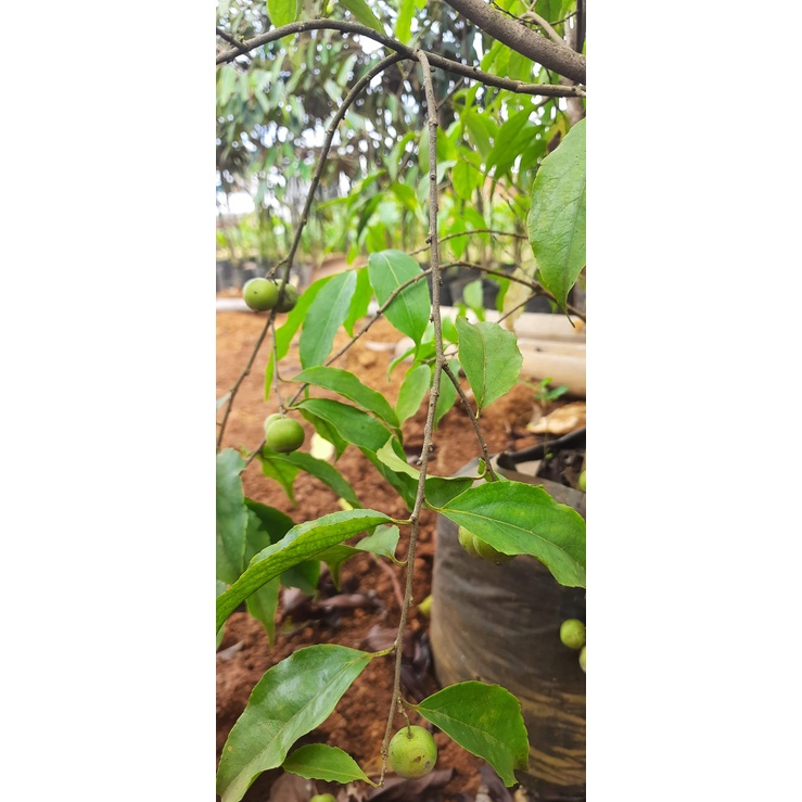 Bibit Plum Aussie atau buah plum Hida Bibit