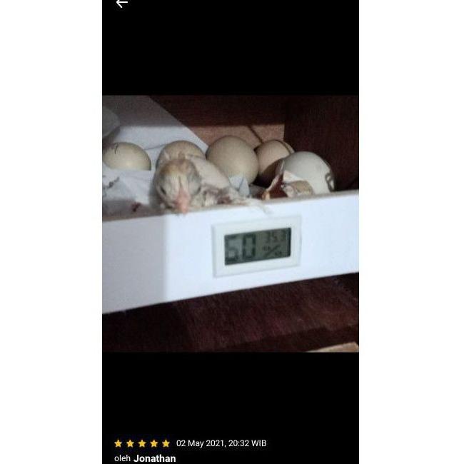 Promo Inkubator Penghangat Anak Burung Controller Suhu Otomatis Diskon