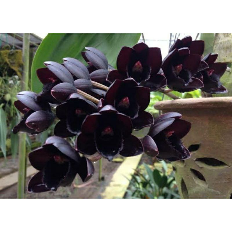 Anggrek Catasetum After Dark Dewasa Fdk Blackpearl
