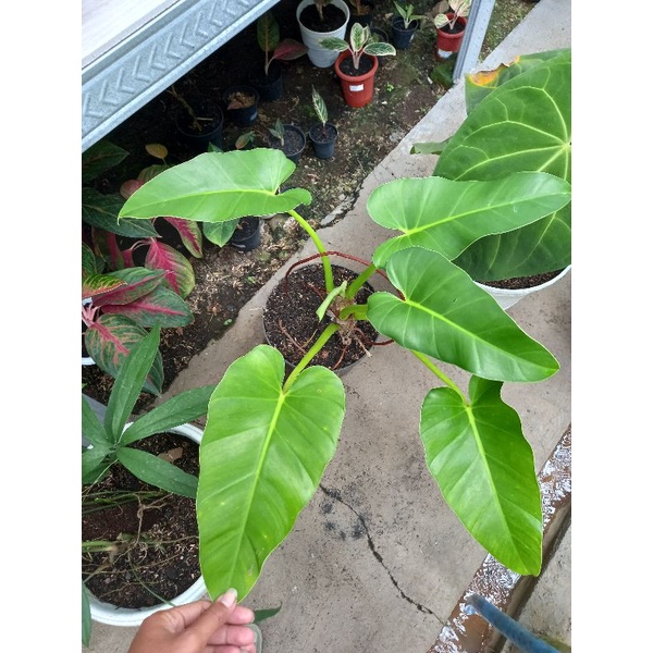 Philodendron gigantea / giganteum / gigantea lokal