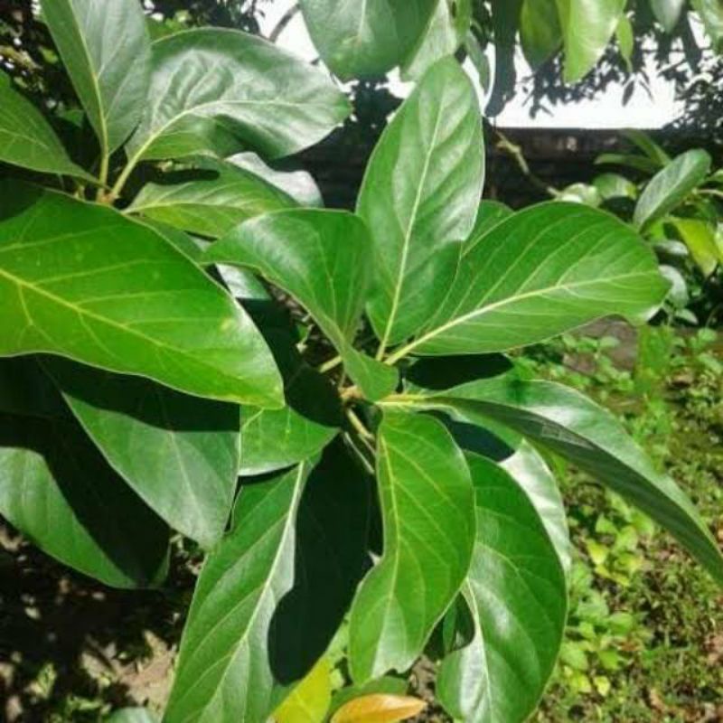 

DAUN APUKAT SEGAR /DAUN HERBAL