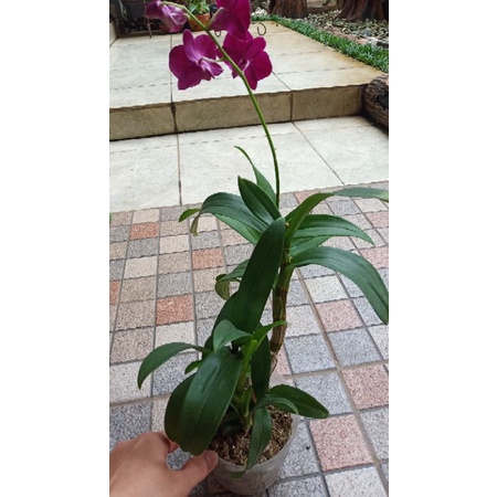 Anggrek Dendrobium dalam Soft Pot