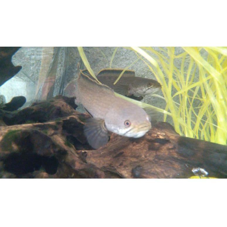 [KODE PRODUK ZEBMP4539] Channa Limbata CB 4-6cm Rim Tebal (Full Pelet)