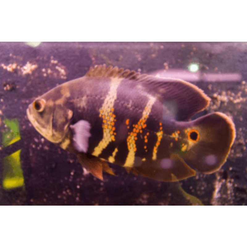 Ikan Oscar Tiger Red