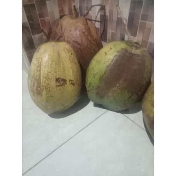 

kelapa kopyor ukuran sedang