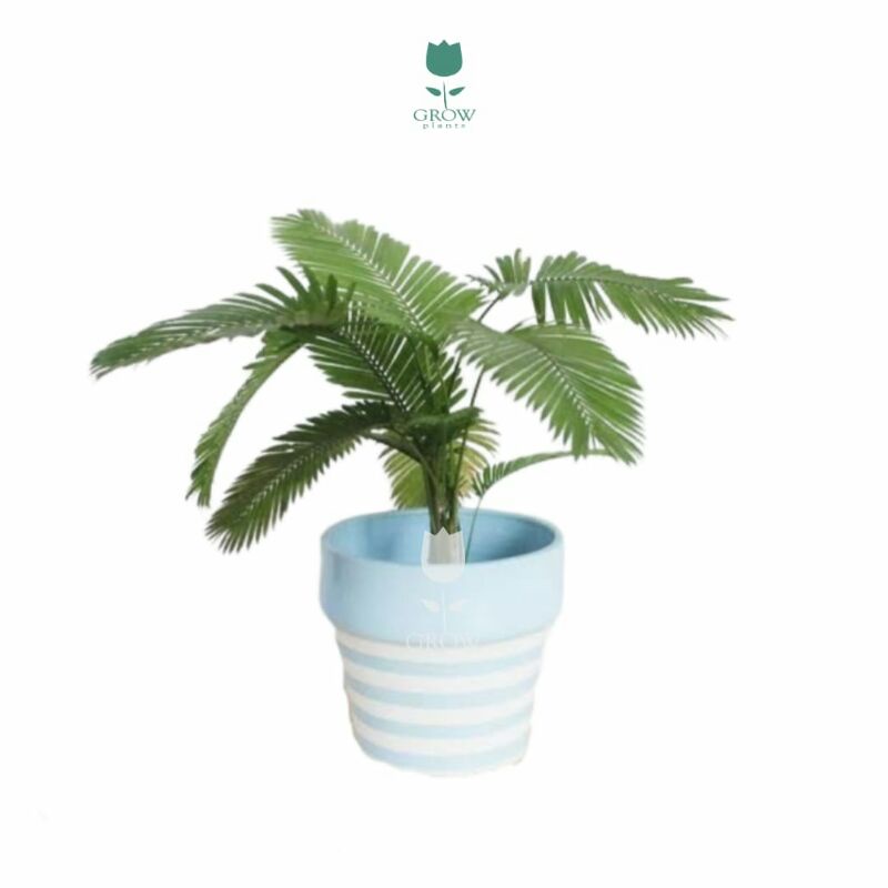 tanaman hias palem Paris mini