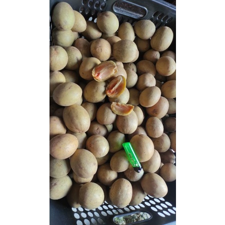 

SawoMaduMurahBuahSegar