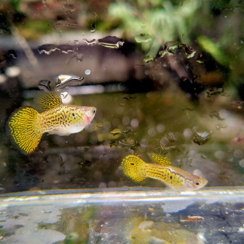 Guppy Yellow Lace Round Tail