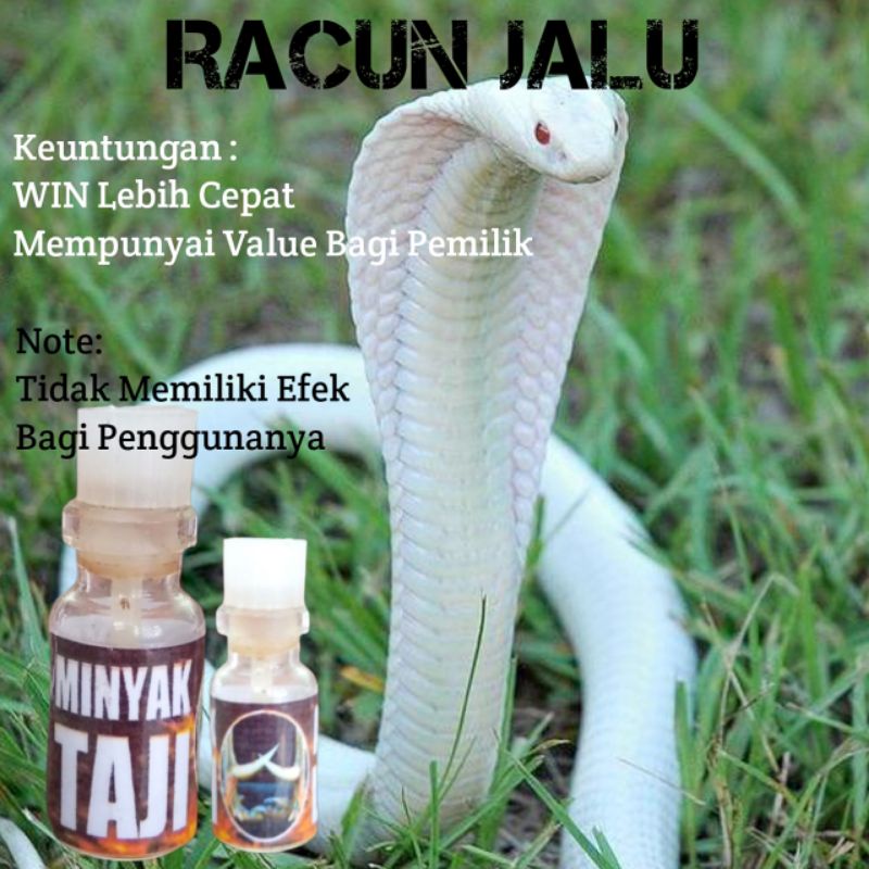 Ayam Bangkok minyak Taji racun Jalu obat master rahasia WIN
