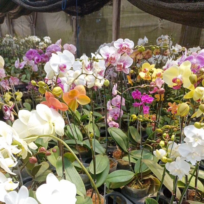 ANGGREK BULAN STANDAR (LIVE)