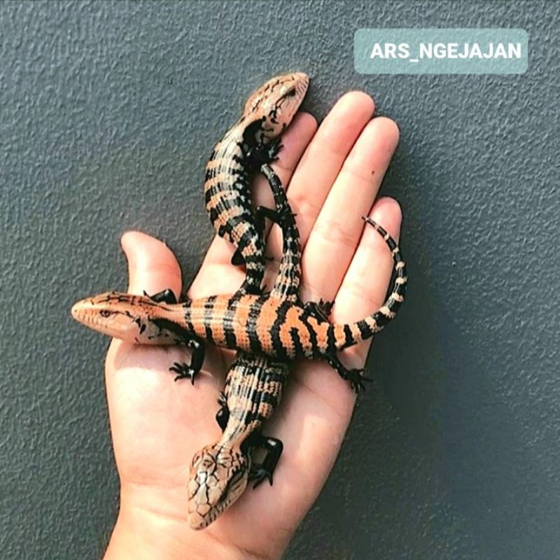 Panana Blue Tongue Skink Halmahera / Kadal Lidah Biru