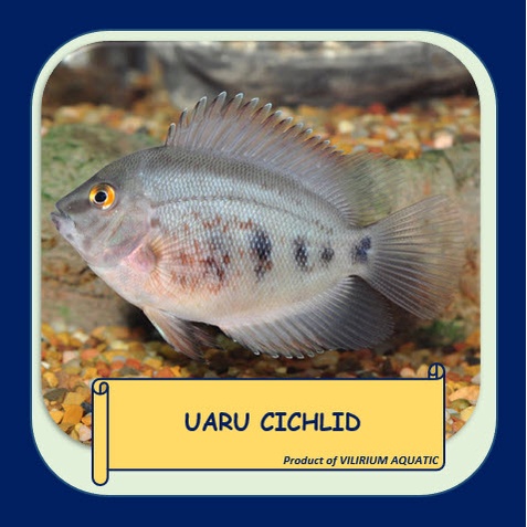 IKAN HIAS AIR TAWAR - UARU (±8cm)