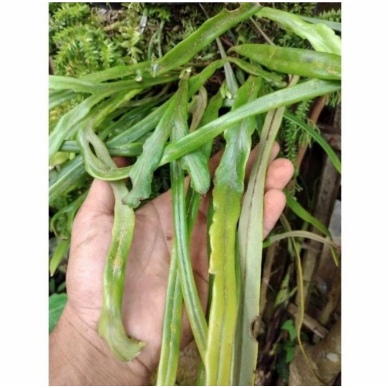 Kadaka rumpai terbaru