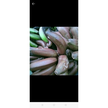 

Pisang merah atau cau hurang/udang
