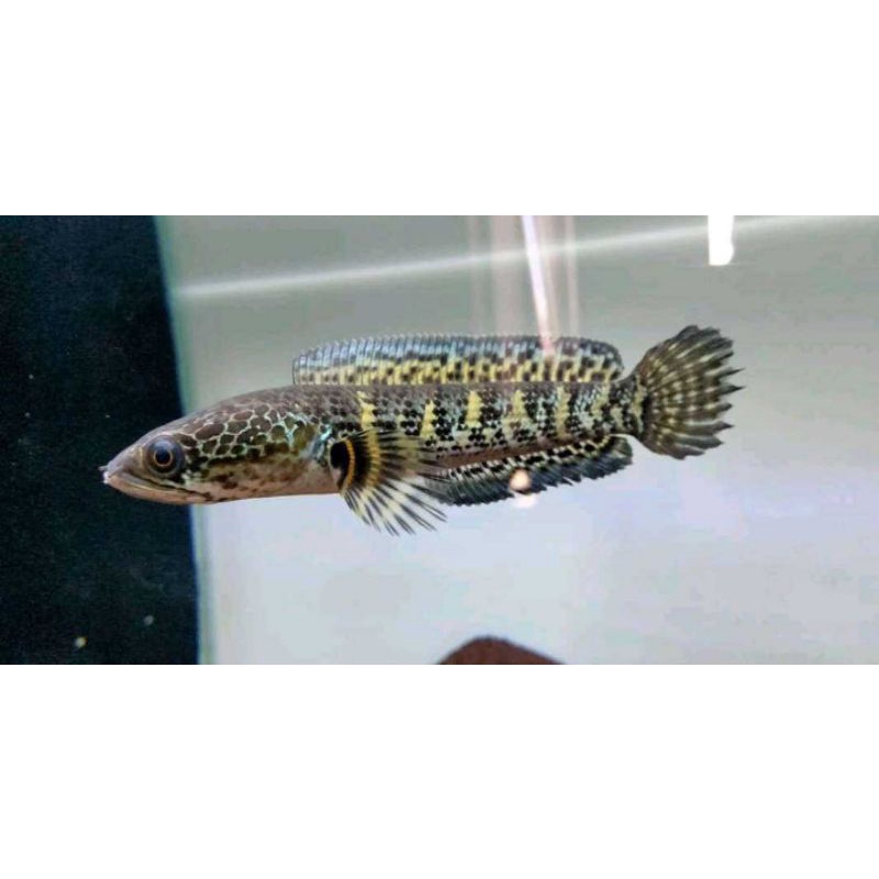 mainan anak,Channa auranti 9cm