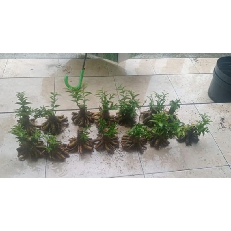 bonsai anting putri prokar